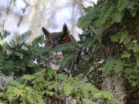 Bird and Nature Walk