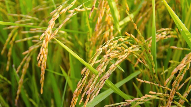 The Art of the Harvest: Family Day at Middleton Place (10:00 am – 3:00 pm)