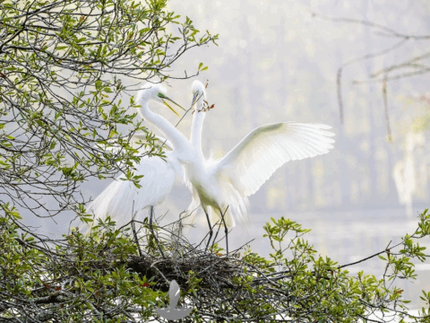 Two white egrets display courtship behavior on a nest surrounded by greenery near a calm water body.