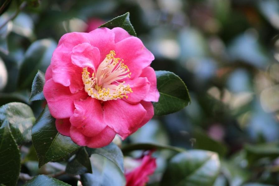 A vibrant pink flower with yellow stamens surrounded by green leaves.