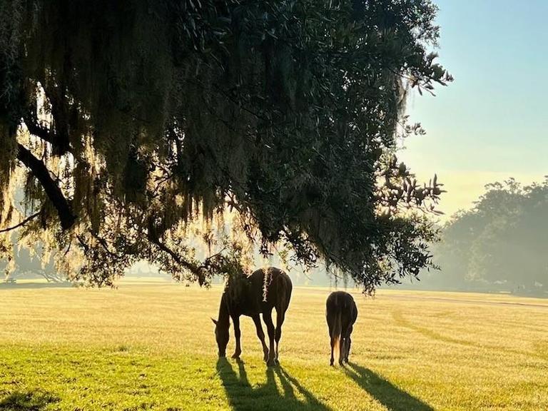 Two horses graze in a sunlit field under a large tree with Spanish moss.