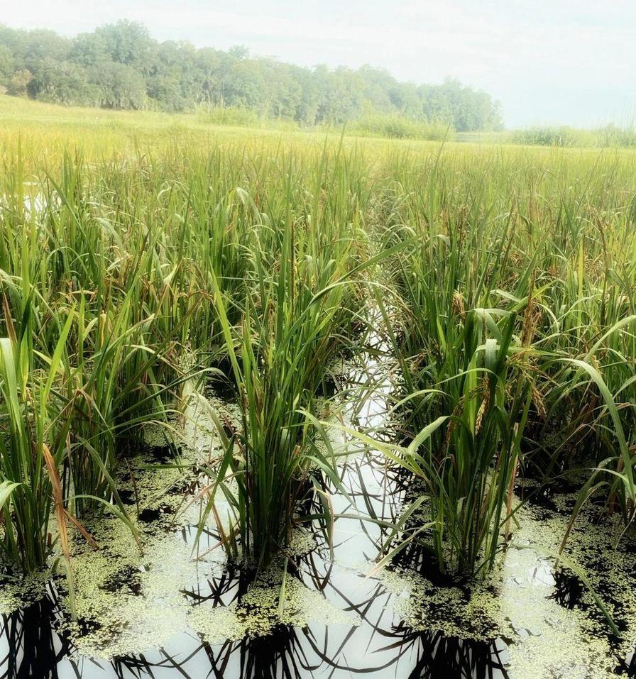 Lush green grass grows in shallow water, with patches of algae visible among the plants.
