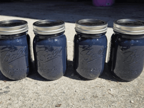 Four mason jars filled with dark indigo liquid, lined up on a concrete surface.